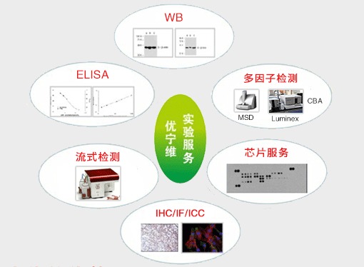 優(yōu)寧維 專(zhuān)業(yè)抗體供應(yīng)商，隆重推出全面實(shí)驗(yàn)技術(shù)服務(wù)
